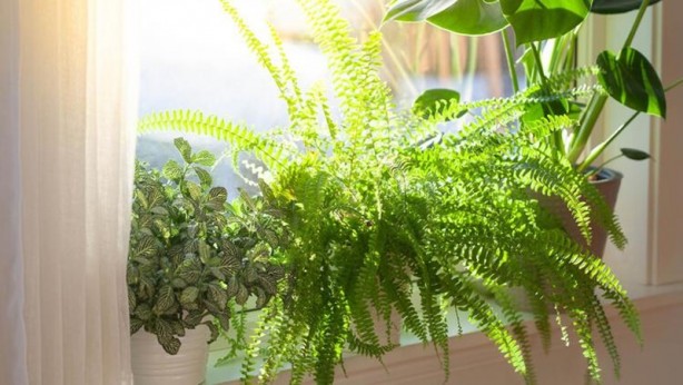 Foto - Mutlaka ve mutlaka odanızda bulundurun! İşte havayı temizleyen 12 bitki