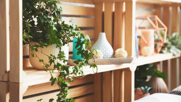 Foto - Mutlaka ve mutlaka odanızda bulundurun! İşte havayı temizleyen 12 bitki