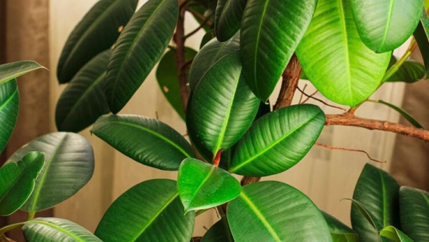 Foto - Mutlaka ve mutlaka odanızda bulundurun! İşte havayı temizleyen 12 bitki