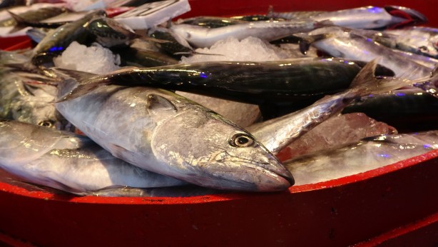 Mutlu: "Bu sezon palamut da, istavrit de umut verici"