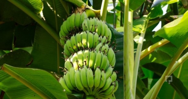 Foto - Muz'un faydası saymakla bitmiyor