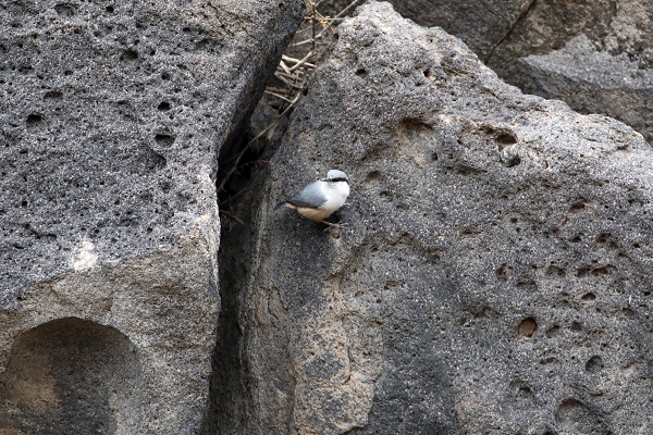Foto - Nadir bulunan kuş türü objektiflere takıldı