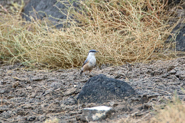 Foto - Nadir bulunan kuş türü objektiflere takıldı