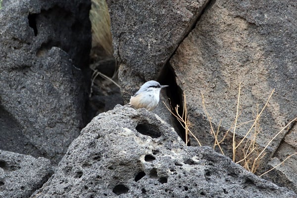 Foto - Nadir bulunan kuş türü objektiflere takıldı