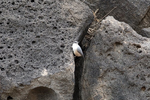 Foto - Nadir bulunan kuş türü objektiflere takıldı
