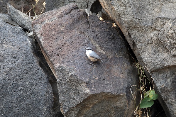 Foto - Nadir bulunan kuş türü objektiflere takıldı