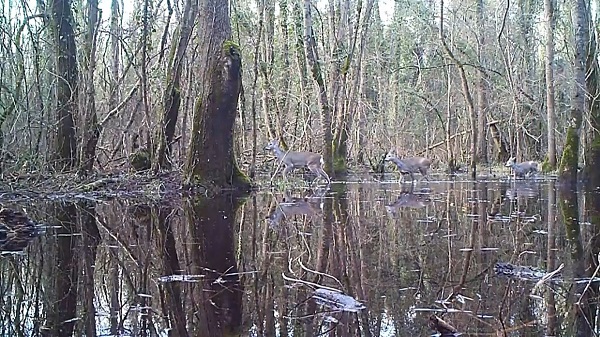 Foto - Nadir görülen canlılara ev sahipliği yapıyor! Serengeti değil Türkiye