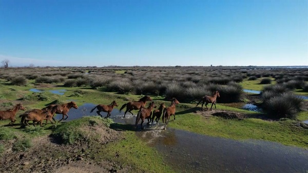Foto - Nadir görülen canlılara ev sahipliği yapıyor! Serengeti değil Türkiye