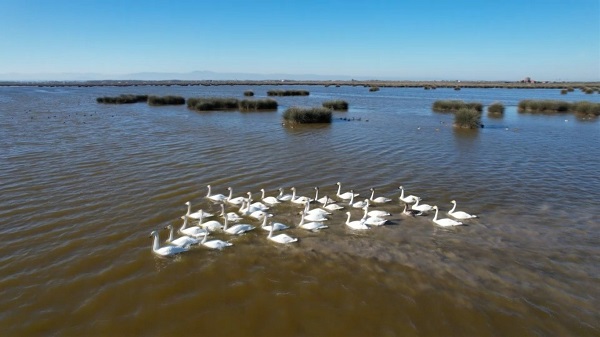 Nadir görülen canlılara ev sahipliği yapıyor! Serengeti değil Türkiye