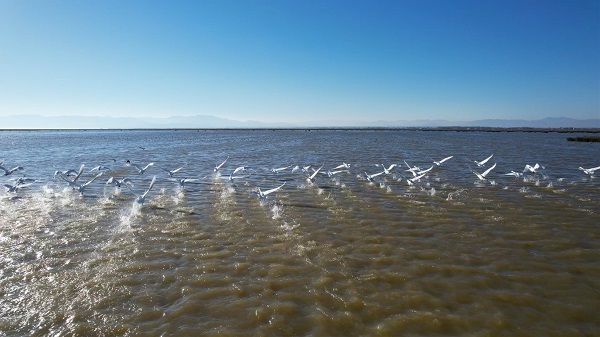 Foto - Nadir görülen canlılara ev sahipliği yapıyor! Serengeti değil Türkiye