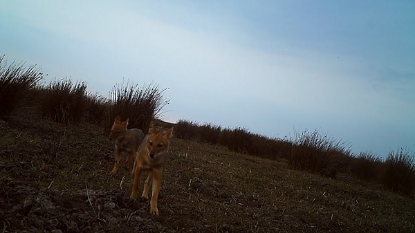 Foto - Nadir görülen canlılara ev sahipliği yapıyor! Serengeti değil Türkiye