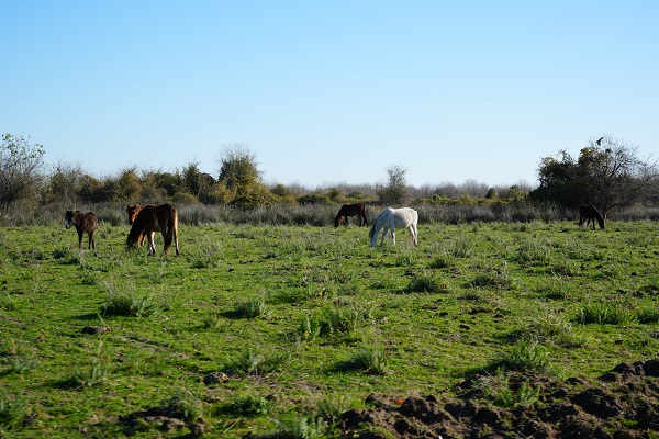 Foto - Nadir görülen canlılara ev sahipliği yapıyor! Serengeti değil Türkiye