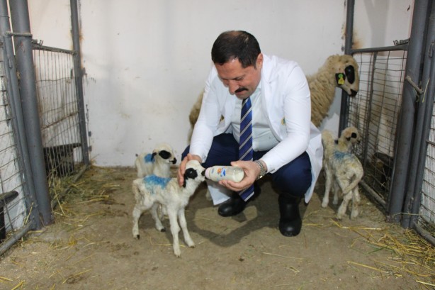 Foto - Nadir görülen olay! Koyun altız yavruladı