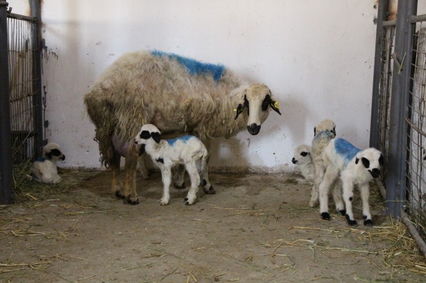 Foto - Nadir görülen olay! Koyun altız yavruladı