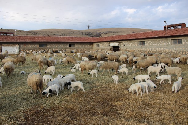 Foto - Nadir görülen olay! Koyun altız yavruladı