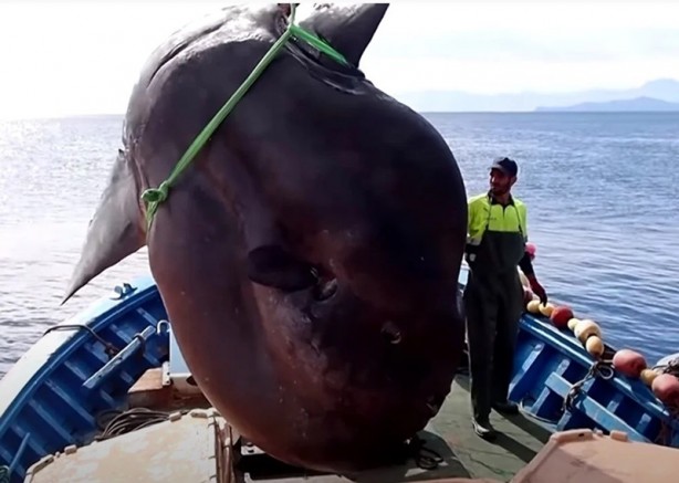 Foto - Nadir görülüyor! Balıkçıların ağına takıldı, tartılırken tartı kırıldı