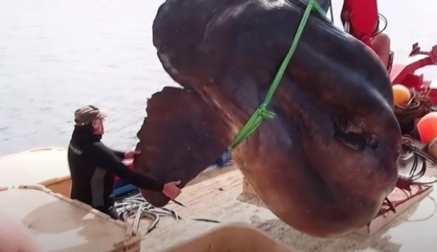 Foto - Nadir görülüyor! Balıkçıların ağına takıldı, tartılırken tartı kırıldı