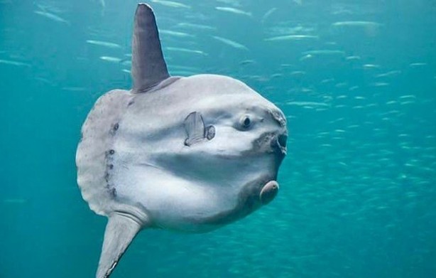 Foto - Nadir görülüyor! Balıkçıların ağına takıldı, tartılırken tartı kırıldı