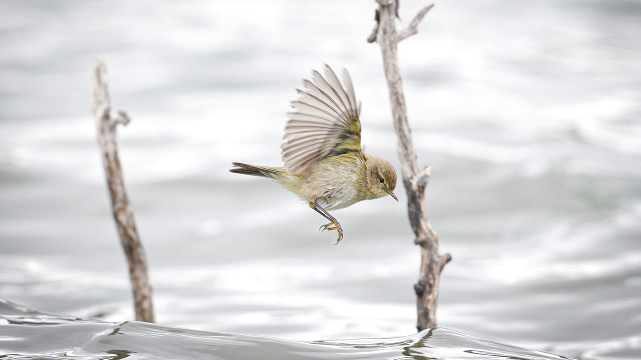 Nadir görülüyor, sesiyle tanınıyor! Çıvgın Kuşu Ankara’da ortaya çıktı