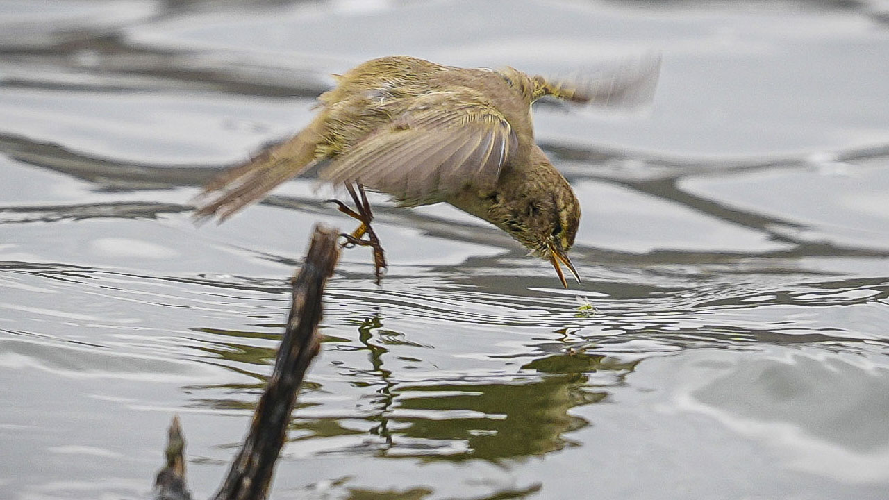 Foto - Nadir görülüyor, sesiyle tanınıyor! Çıvgın Kuşu Ankara’da ortaya çıktı