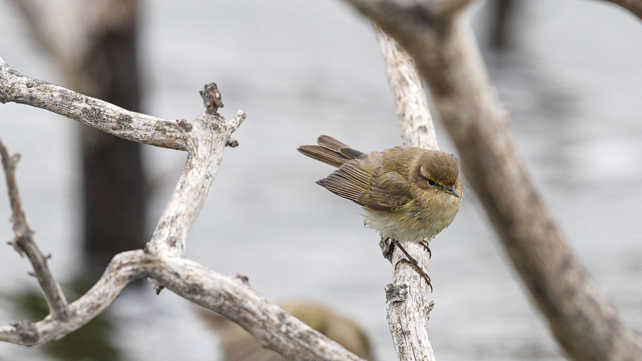 Foto - Nadir görülüyor, sesiyle tanınıyor! Çıvgın Kuşu Ankara’da ortaya çıktı