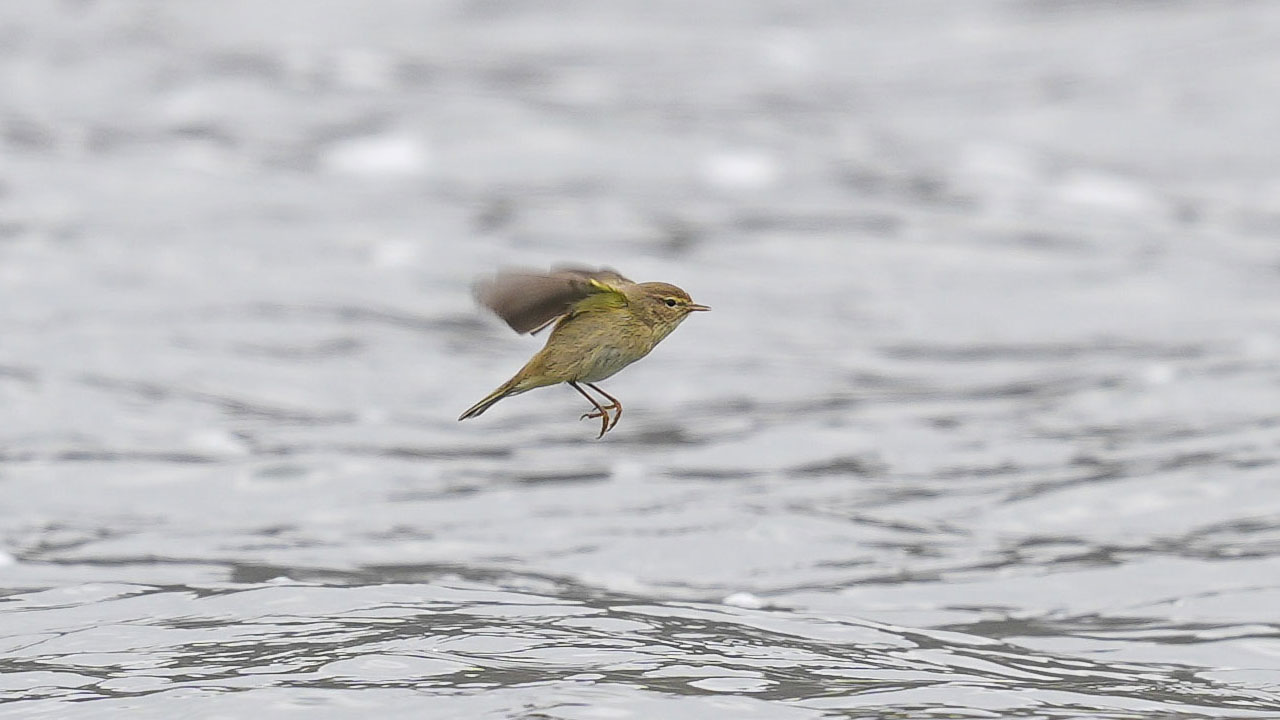 Foto - Nadir görülüyor, sesiyle tanınıyor! Çıvgın Kuşu Ankara’da ortaya çıktı
