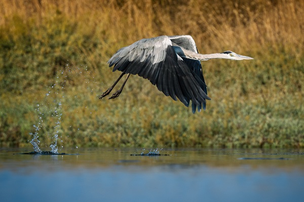 Foto - Nadir kuş türlerinin yuvası: Alaçatı Sulak Alanı