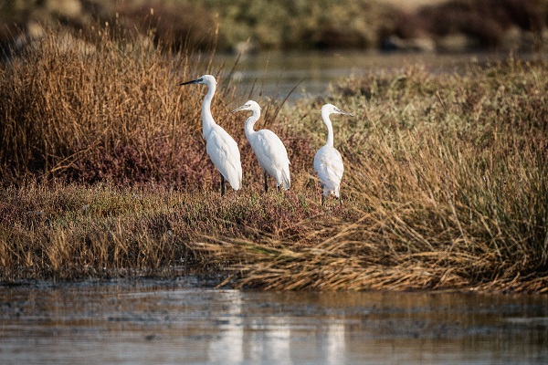 Foto - Nadir kuş türlerinin yuvası: Alaçatı Sulak Alanı