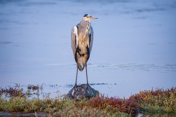 Foto - Nadir kuş türlerinin yuvası: Alaçatı Sulak Alanı