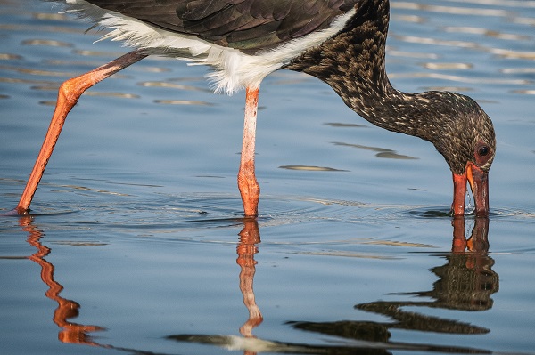 Nadir kuş türlerinin yuvası: Alaçatı Sulak Alanı