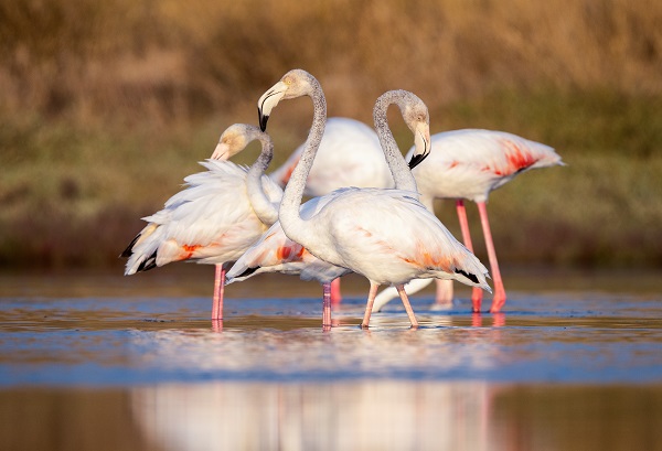Foto - Nadir kuş türlerinin yuvası: Alaçatı Sulak Alanı