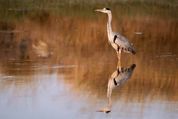 Foto - Nadir kuş türlerinin yuvası: Alaçatı Sulak Alanı
