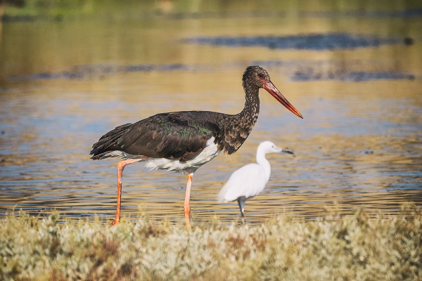 Foto - Nadir kuş türlerinin yuvası: Alaçatı Sulak Alanı
