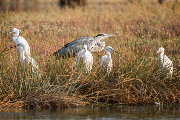 Foto - Nadir kuş türlerinin yuvası: Alaçatı Sulak Alanı
