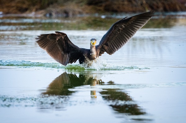 Foto - Nadir kuş türlerinin yuvası: Alaçatı Sulak Alanı
