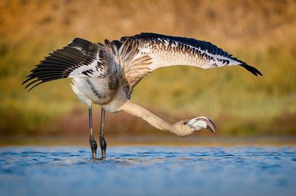 Foto - Nadir kuş türlerinin yuvası: Alaçatı Sulak Alanı