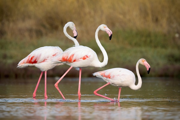 Foto - Nadir kuş türlerinin yuvası: Alaçatı Sulak Alanı