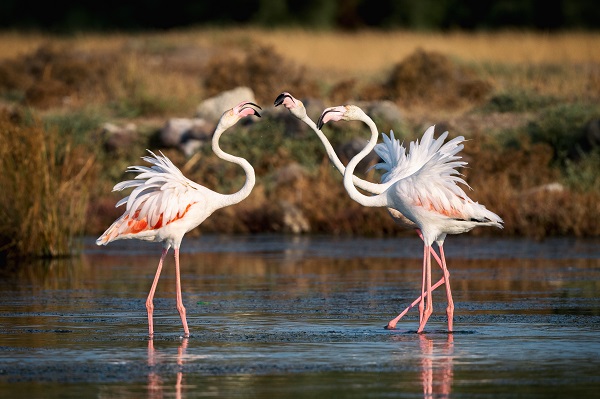 Foto - Nadir kuş türlerinin yuvası: Alaçatı Sulak Alanı