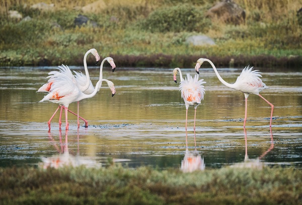Foto - Nadir kuş türlerinin yuvası: Alaçatı Sulak Alanı