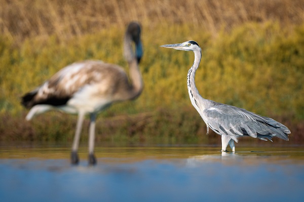 Foto - Nadir kuş türlerinin yuvası: Alaçatı Sulak Alanı