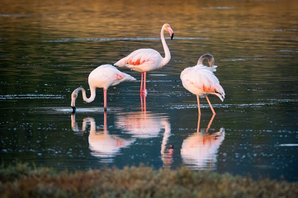 Foto - Nadir kuş türlerinin yuvası: Alaçatı Sulak Alanı