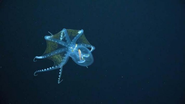 Foto - Nadir olarak ortaya çıkan 'Cam Ahtapot' böyle görüntülendi