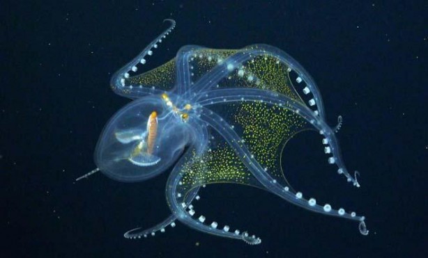 Foto - Nadir olarak ortaya çıkan 'Cam Ahtapot' böyle görüntülendi