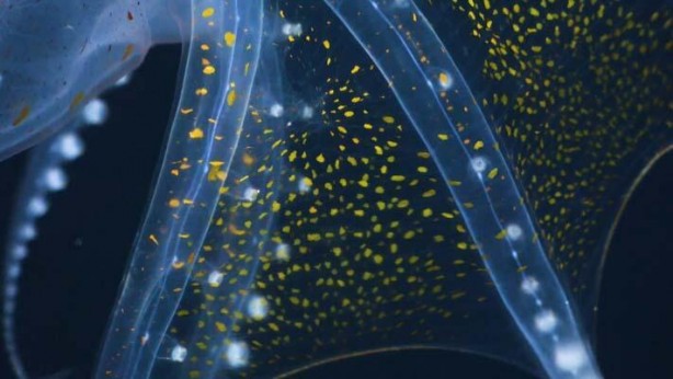 Nadir olarak ortaya çıkan 'Cam Ahtapot' böyle görüntülendi