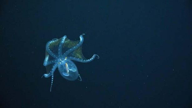 Foto - Nadir olarak ortaya çıkan 'Cam Ahtapot' böyle görüntülendi