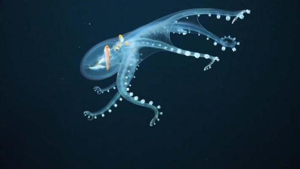 Foto - Nadir olarak ortaya çıkan 'Cam Ahtapot' böyle görüntülendi