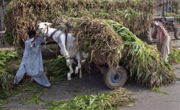 Foto - Nakliye konusunda çığır açan insanlar
