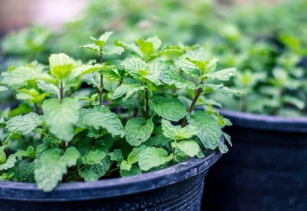 Foto - Naneye limon sıkıp yemenin muhteşem etkisi