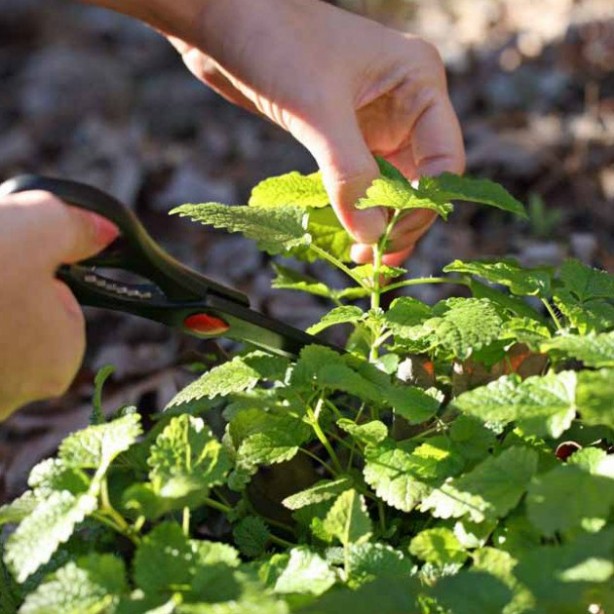 Foto - Naneye limon sıkıp yemenin muhteşem etkisi