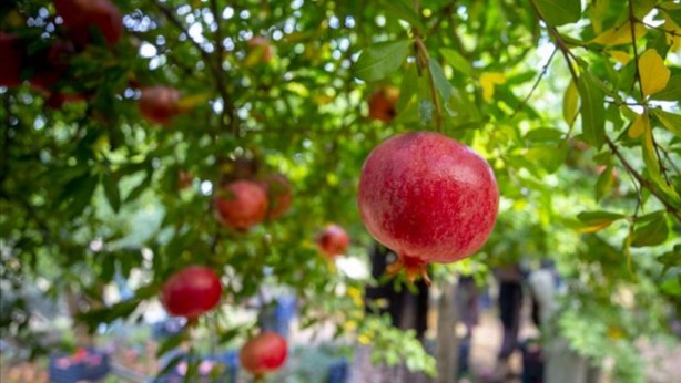 Foto - Narın 8 muhteşem faydası